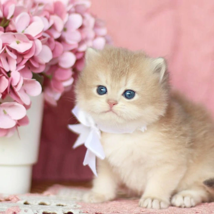 Olly Longhair British Shorthair Kittens | Kitten for sale. 