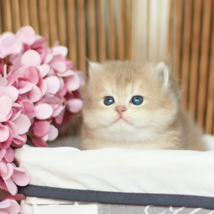 Olly Longhair British Shorthair Kittens | Kitten for sale. 