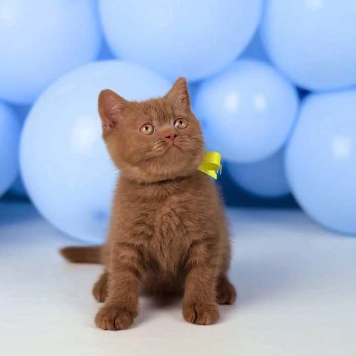 Yasmine British Shorthair Kittens | Large selection of kittens. 