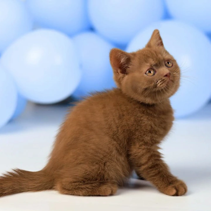 Yasmine British Shorthair Kittens | Large selection of kittens. 