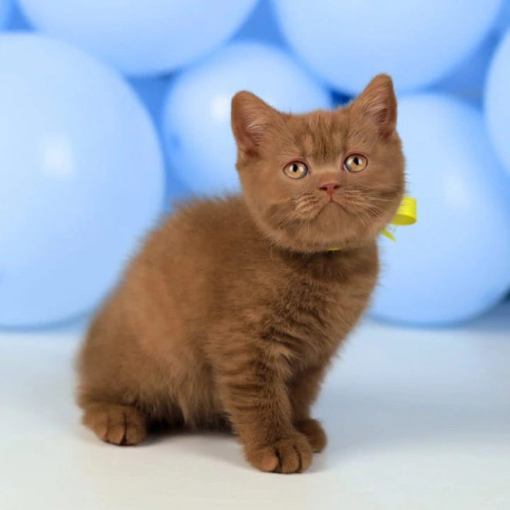 Yasmine British Shorthair Kittens | Large selection of kittens. 