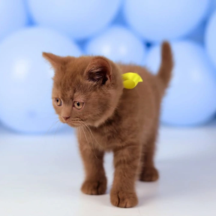 Yasmine British Shorthair Kittens | Large selection of kittens. 