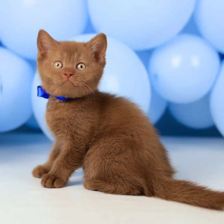 Yaroslav British Shorthair Kittens | Large selection of kittens. 