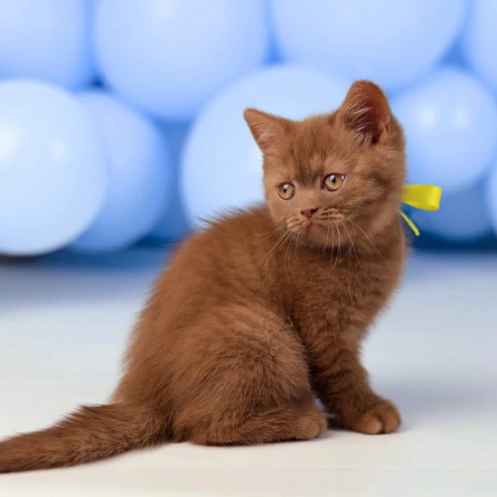 Yaroslav British Shorthair Kittens | Large selection of kittens. 