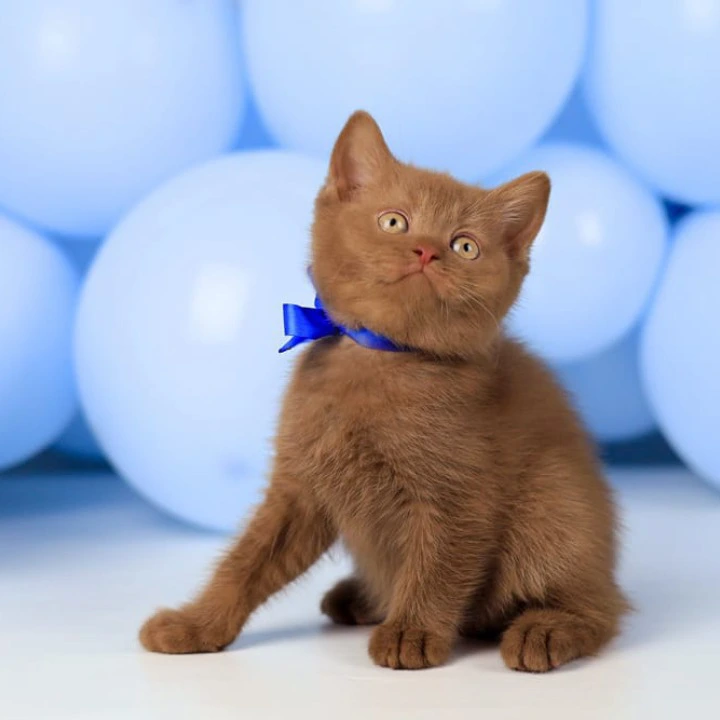 Yaroslav British Shorthair Kittens | Large selection of kittens. 