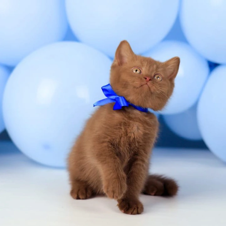 Yaroslav British Shorthair Kittens | Large selection of kittens. 