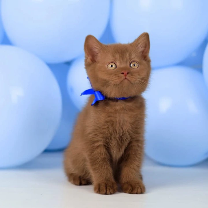 Yaroslav British Shorthair Kittens | Large selection of kittens. 