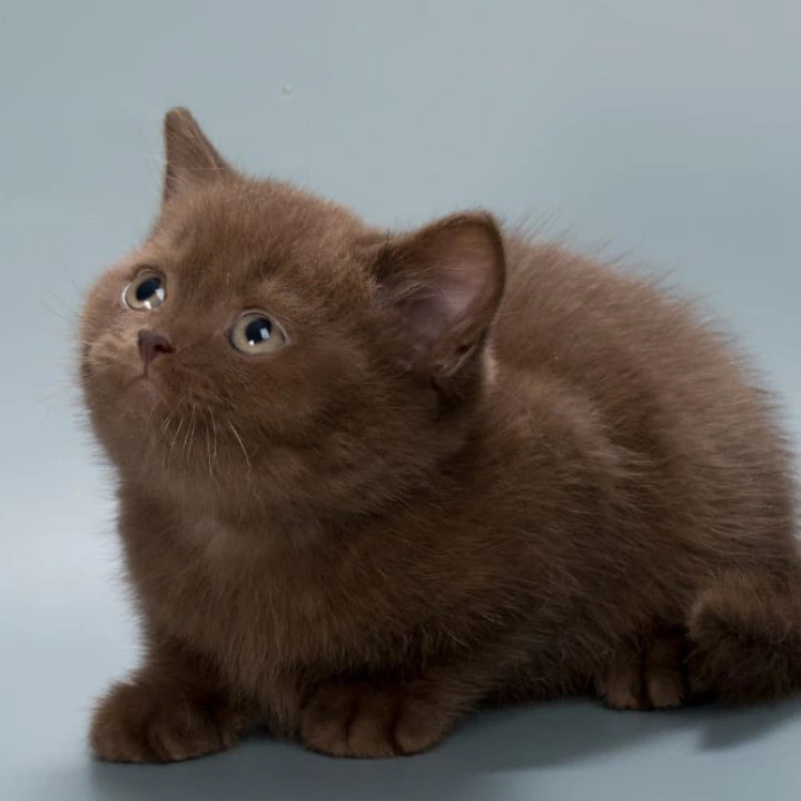 Hedy British Shorthair Kittens | Kitten for sale. 