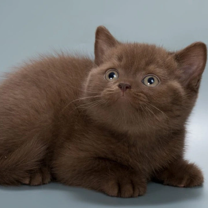 Hedy British Shorthair Kittens | Kitten for sale. 