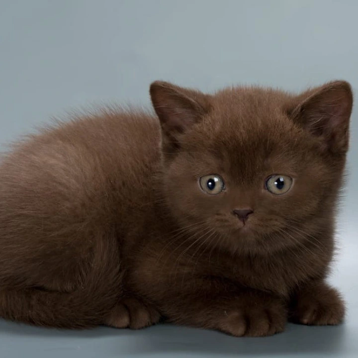 Hedy British Shorthair Kittens | Kitten for sale. 