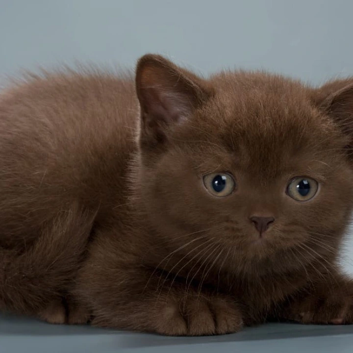Hedy British Shorthair Kittens | Kitten for sale. 