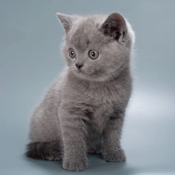 Henry British Shorthair Kittens | Large selection of kittens. 