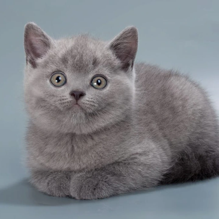 Henry British Shorthair Kittens | Large selection of kittens. 
