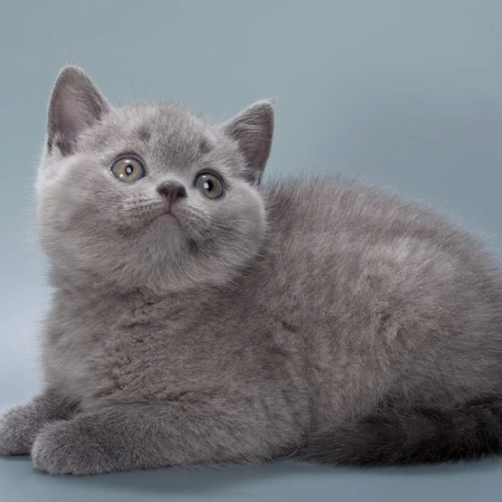 Henry British Shorthair Kittens | Large selection of kittens. 