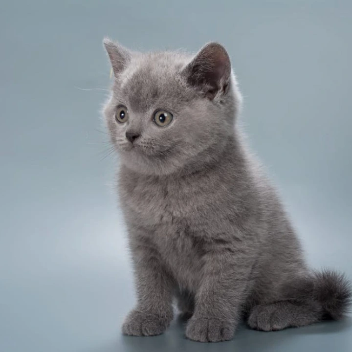 Henry British Shorthair Kittens | Large selection of kittens. 