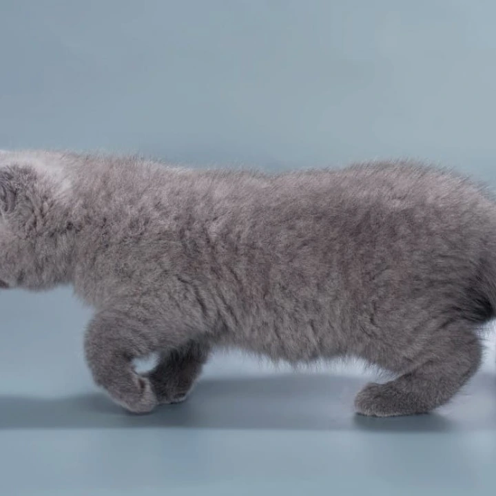 Henry British Shorthair Kittens | Large selection of kittens. 