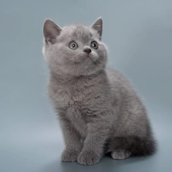 Henry British Shorthair Kittens | Large selection of kittens. 