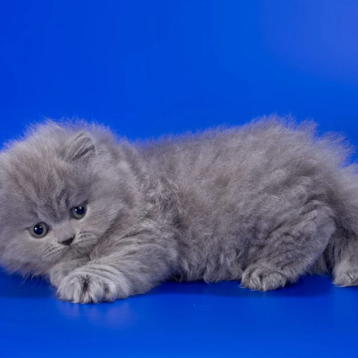 Genry Longhair British Shorthair Kittens | Kitten for sale. 