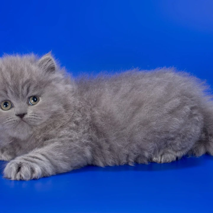 Genry Longhair British Shorthair Kittens | Kitten for sale. 