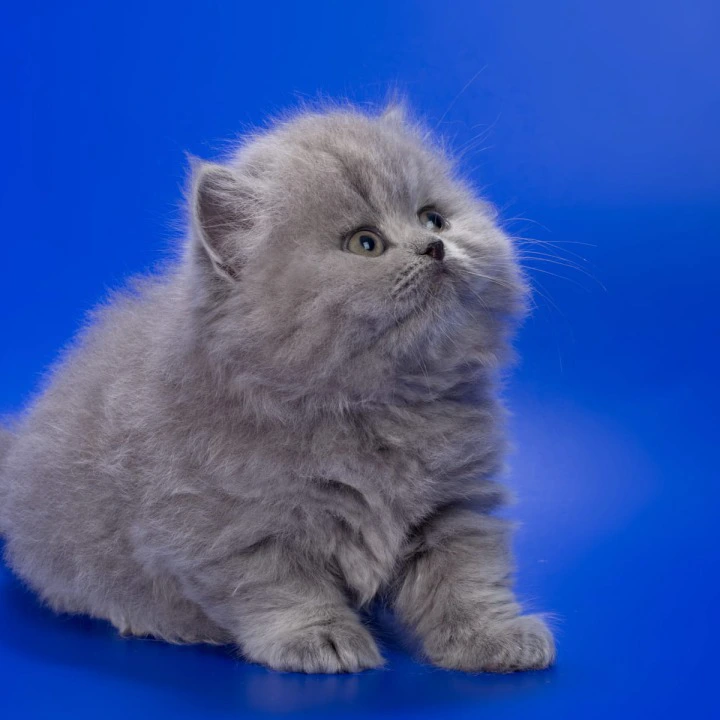 Genry Longhair British Shorthair Kittens | Kitten for sale. 
