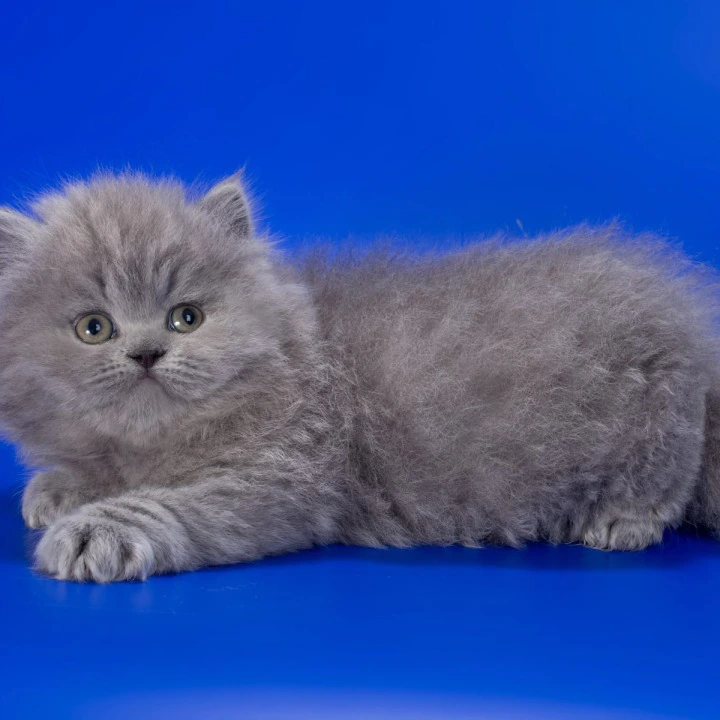 Genry Longhair British Shorthair Kittens | Kitten for sale. 
