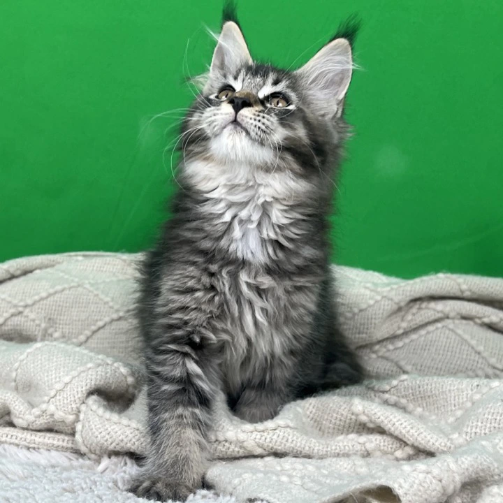 Luna Maine Coon Kittens | Kittens for sale. 