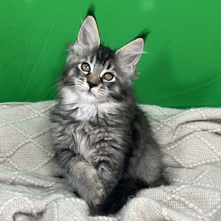 Luna Maine Coon Kittens | Kittens for sale. 