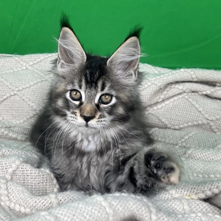 Luna Maine Coon Kittens | Kittens for sale. 