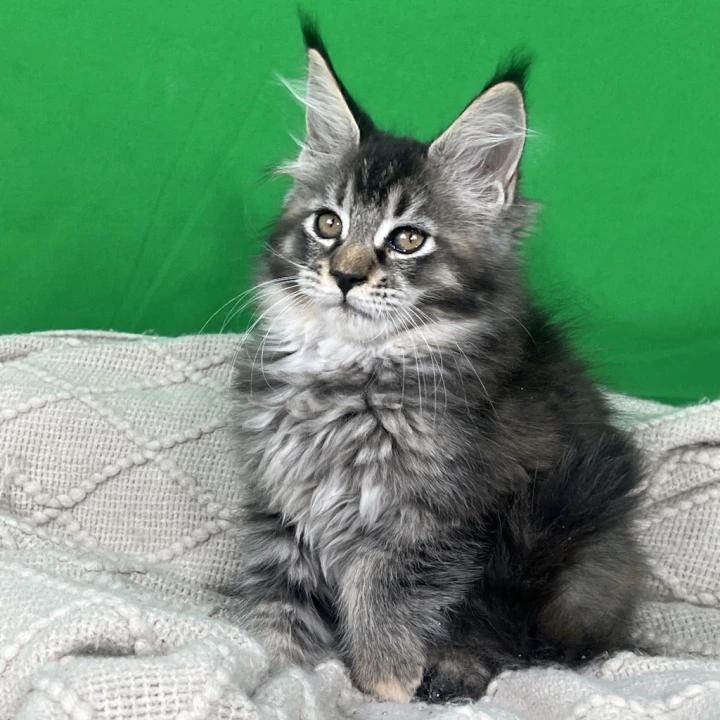 Luna Maine Coon Kittens | Kittens for sale. 