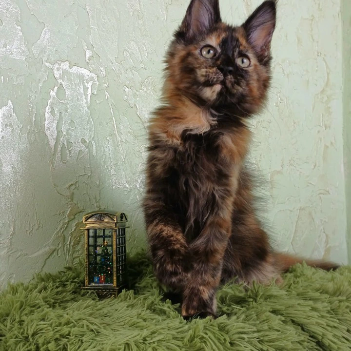 Fiuma Maine Coon Kittens | Buy a kitten. 
