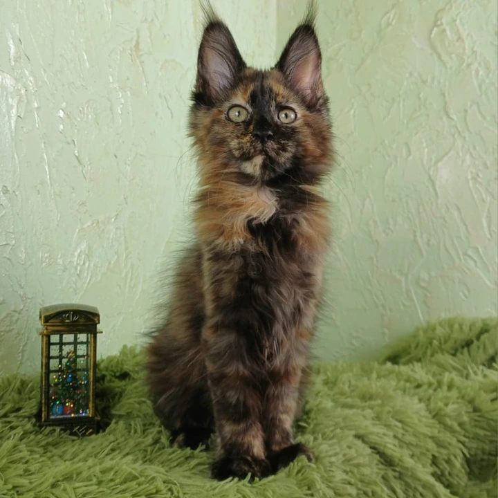 Fiuma Maine Coon Kittens | Buy a kitten. 
