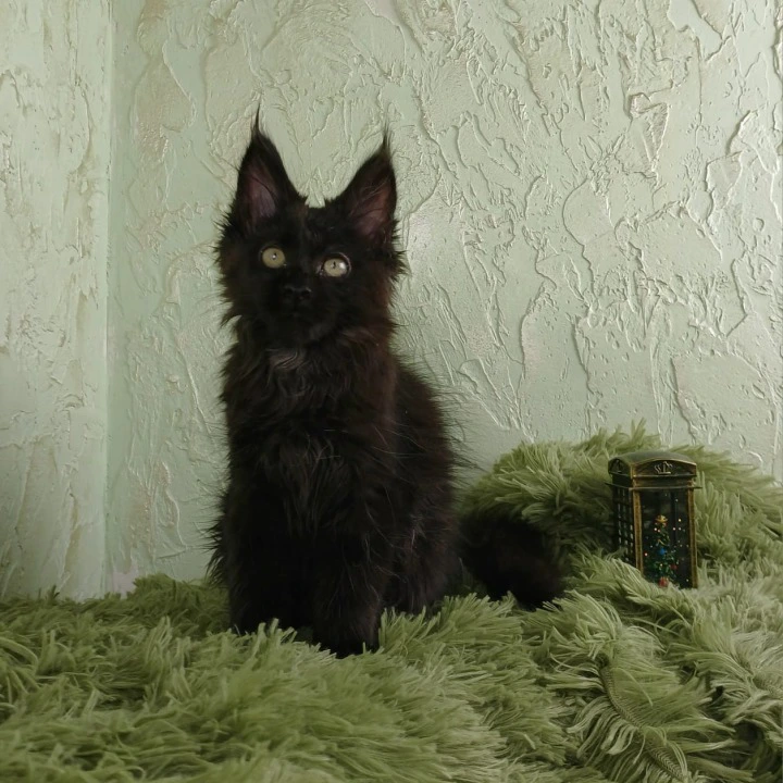Fleah Maine Coon Kittens | Kittens for sale. 