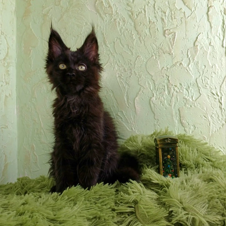 Fleah Maine Coon Kittens | Kittens for sale. 