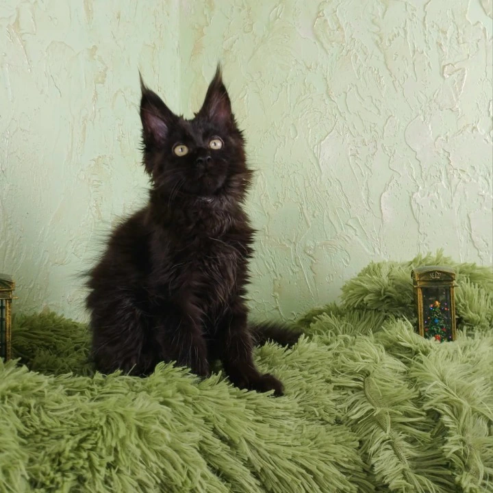 Fleah Maine Coon Kittens | Kittens for sale. 