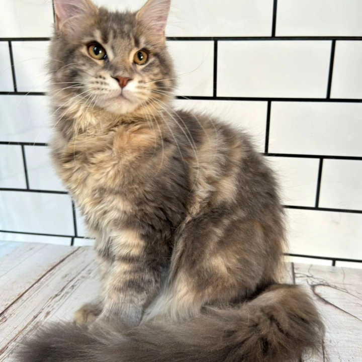 Frida Maine Coon Kittens | Buy a kitten. 
