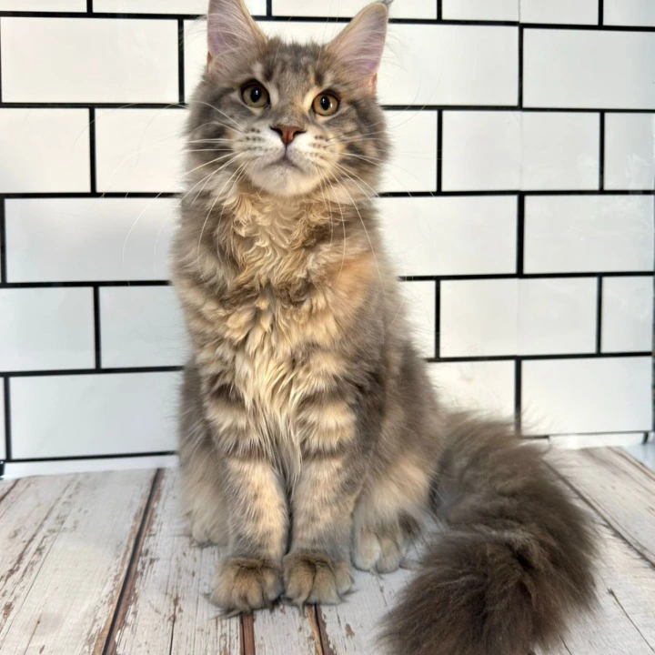 Frida Maine Coon Kittens | Buy a kitten. 