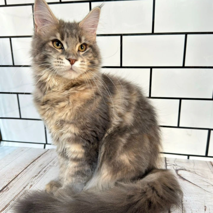 Frida Maine Coon Kittens | Buy a kitten. 