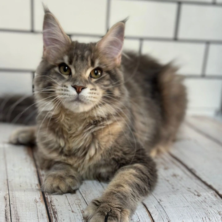 Frida Maine Coon Kittens | Buy a kitten. 