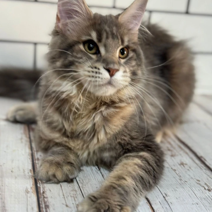 Frida Maine Coon Kittens | Buy a kitten. 