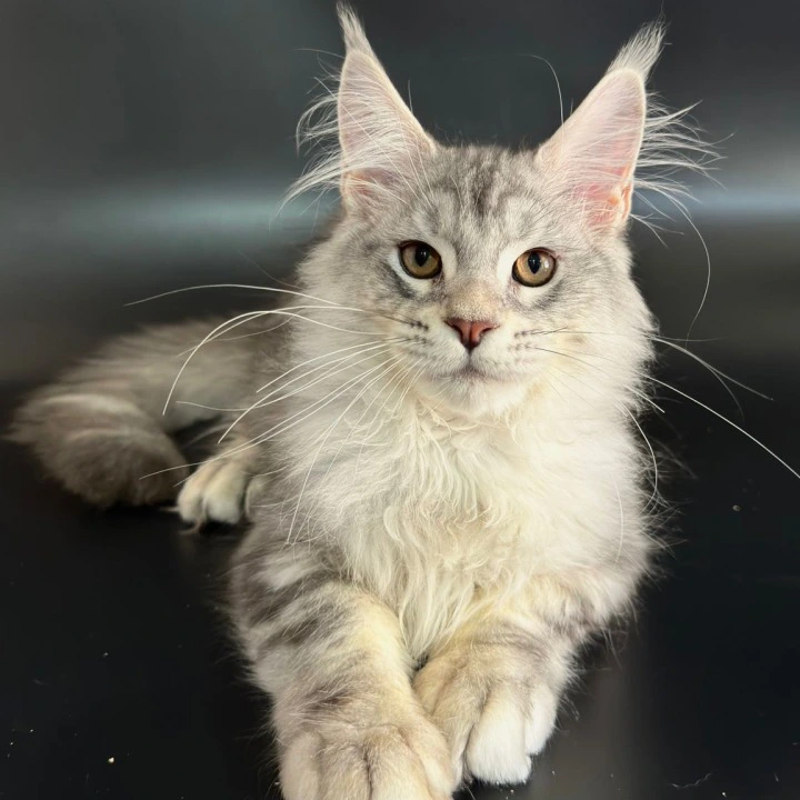 Harley Maine Coon Kittens | Kittens for sale. 