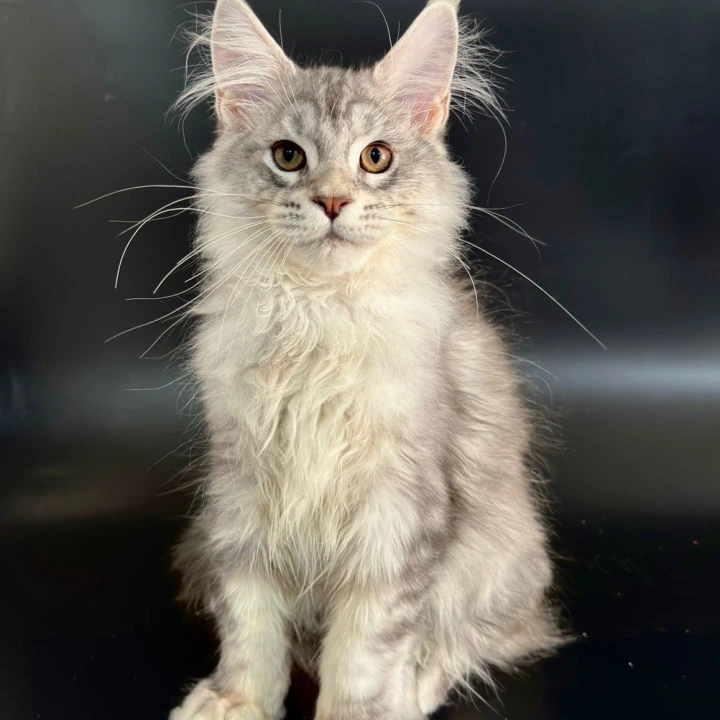 Harley Maine Coon Kittens | Kittens for sale. 
