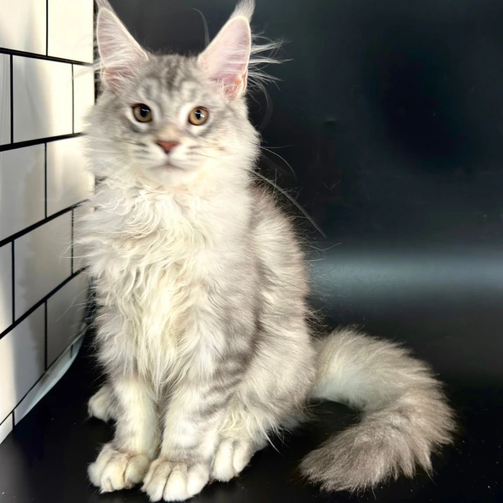 Harley Maine Coon Kittens | Kittens for sale. 