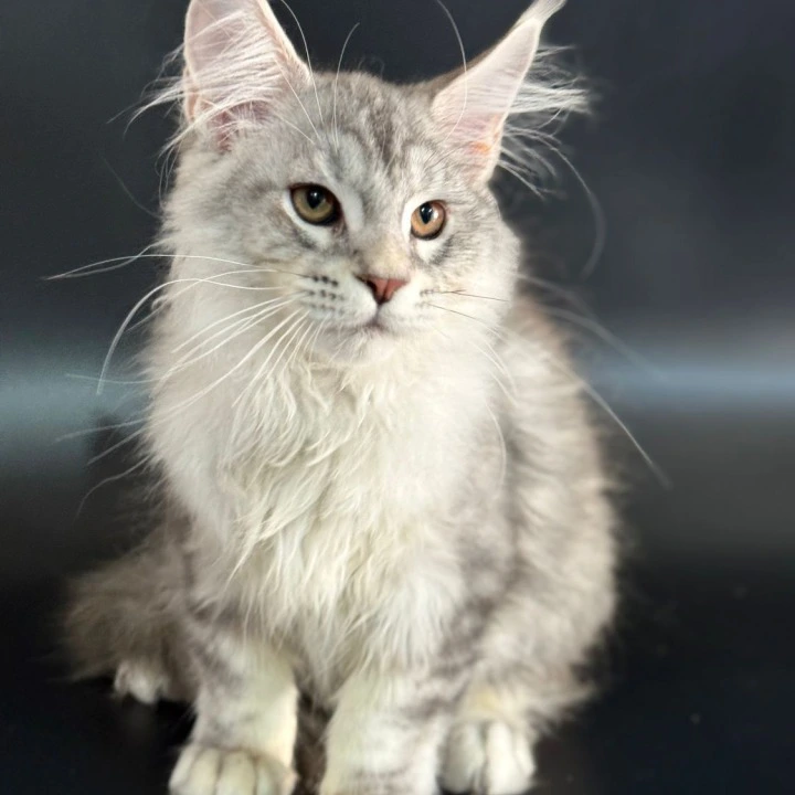 Harley Maine Coon Kittens | Kittens for sale. 