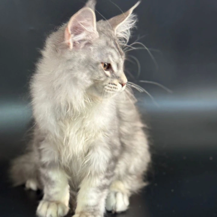 Harley Maine Coon Kittens | Kittens for sale. 