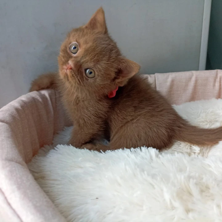 Caroline British Shorthair Kittens | Buy a kitten. 
