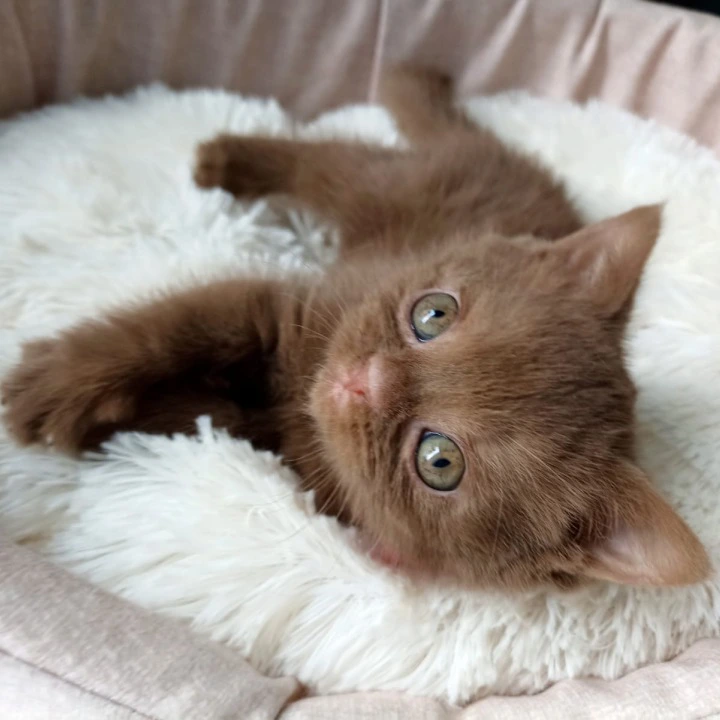 Caroline British Shorthair Kittens | Buy a kitten. 