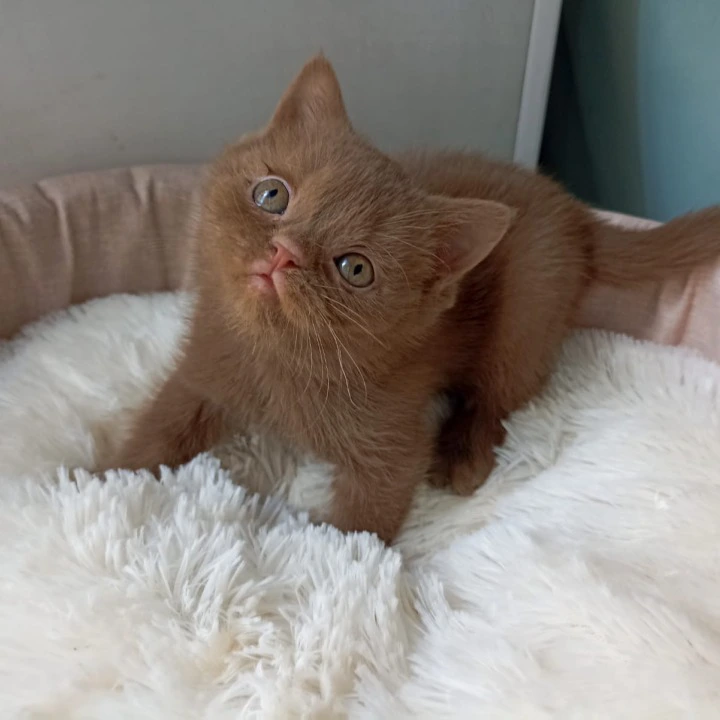 Caroline British Shorthair Kittens | Buy a kitten. 