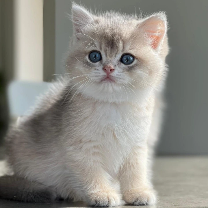 Martin British Shorthair Kittens | Kitten for sale. 
