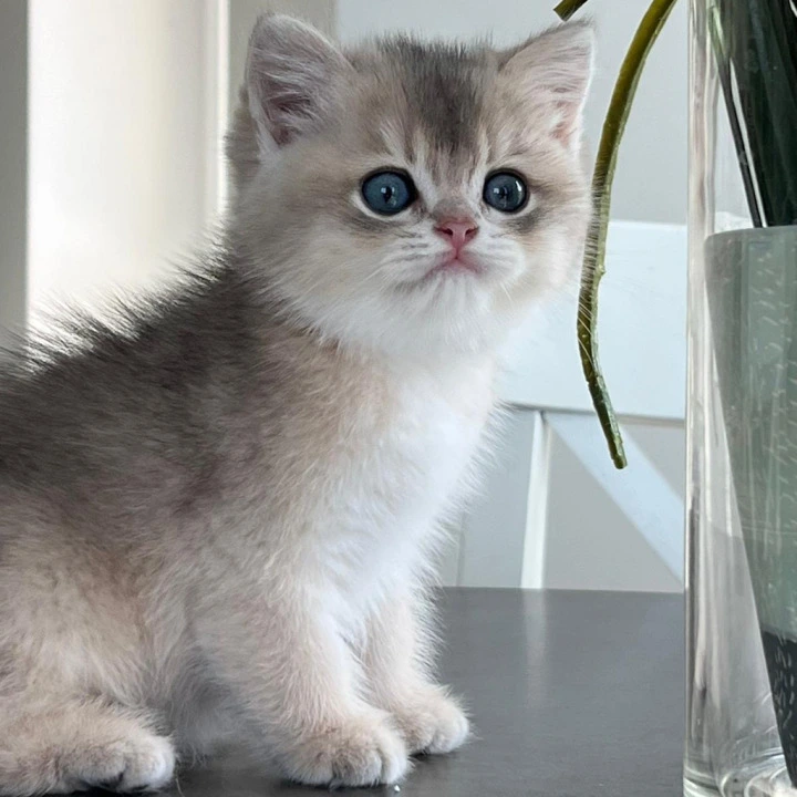 Martin British Shorthair Kittens | Kitten for sale. 
