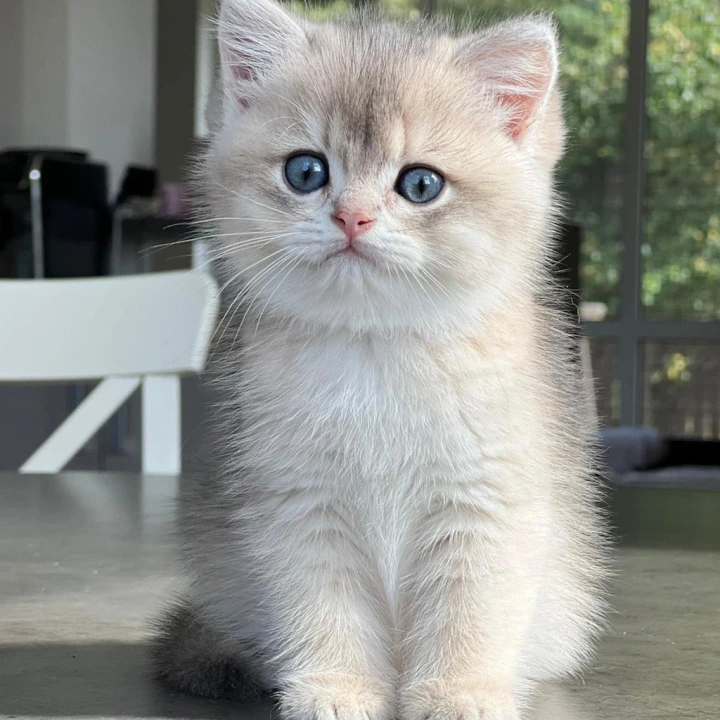 Martin British Shorthair Kittens | Kitten for sale. 